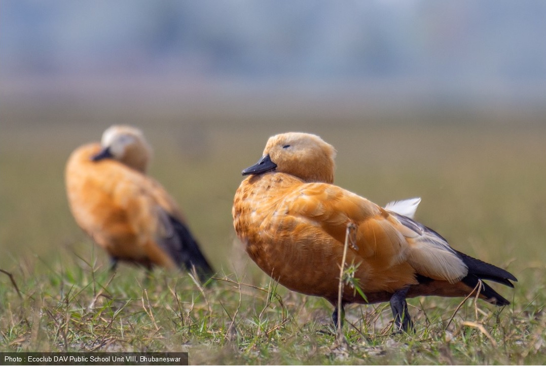 Life in the Marsh